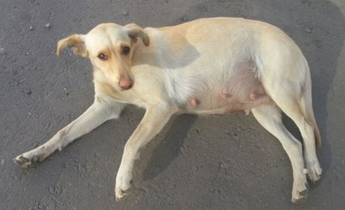 В Воронеже спасли собаку, которую заживо замуровали рабочие