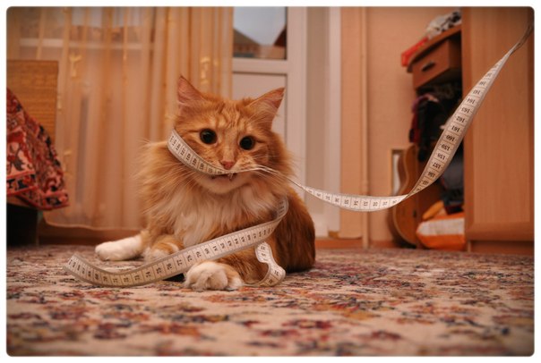 Кот, с которым каждый день - солнечный