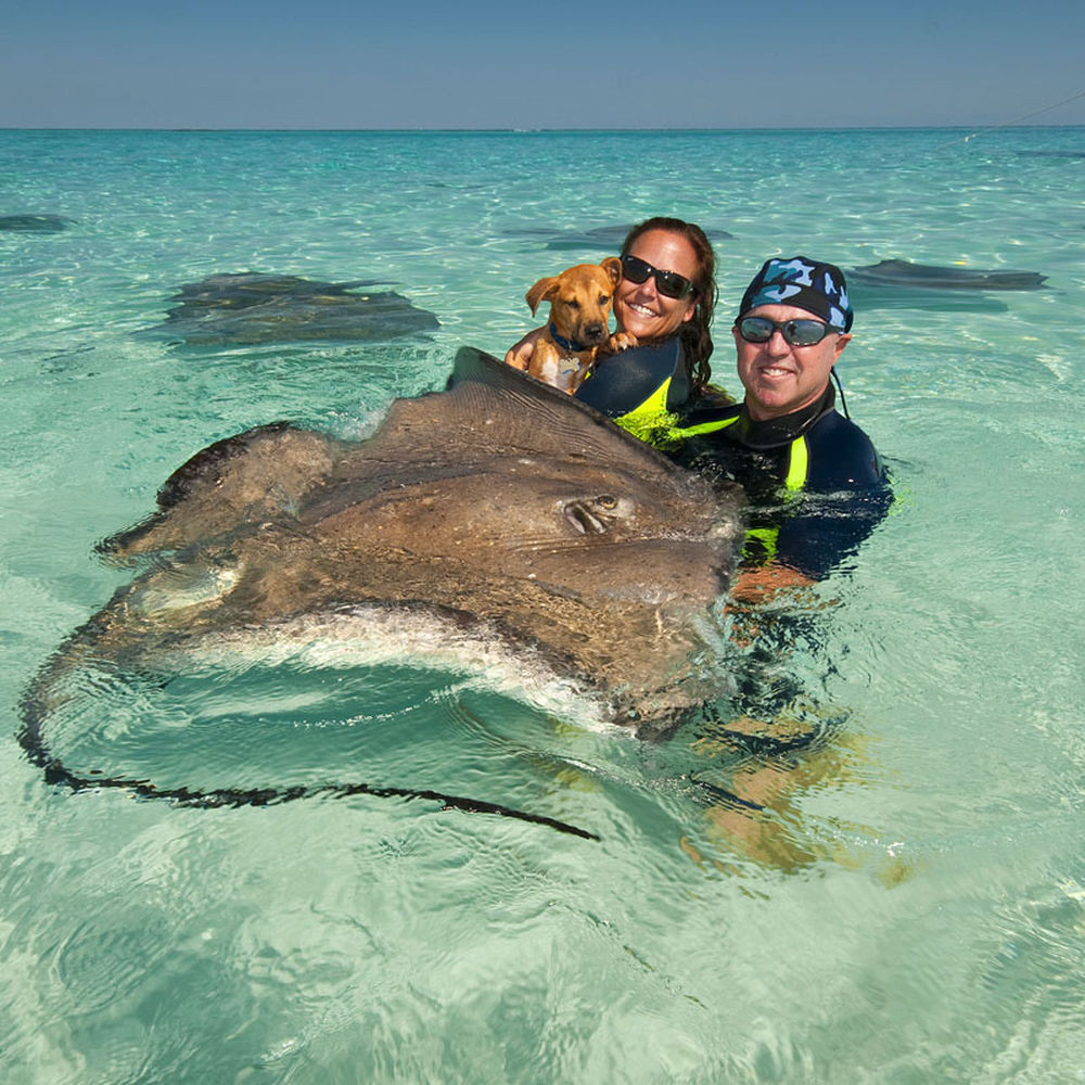 Stingray City, Grand Cayman