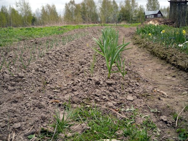 Перекопка - средство борьбы с сорняками Перекопка - средство борьбы с сорняками