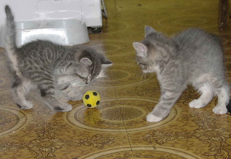 Коты - футболисты