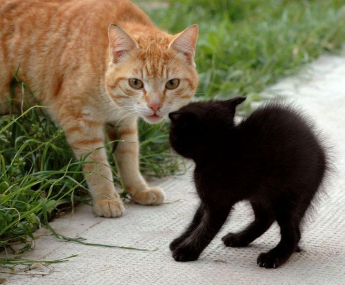 Смешные и просто красивые фотографии кошек (136 фото)