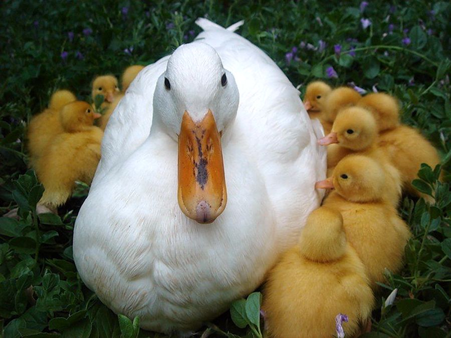 NewPix.ru - ������������ ���������� ��������