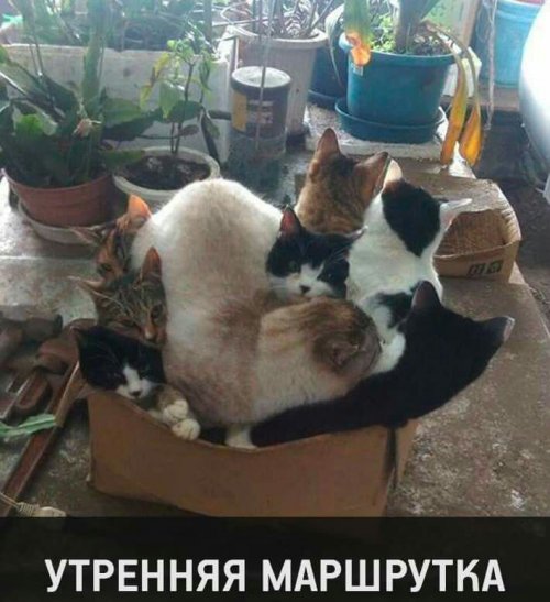 Прикольные картинки (30 фото) Прикольные картинки (30 фото)