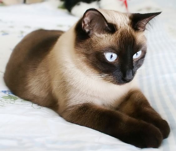 окрас сиамских кошек сиамская кошка