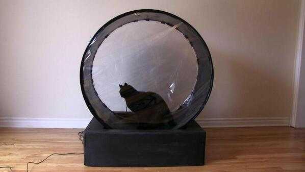 Толстая кошка вдохновила инженера на создание беговой дорожки для животных