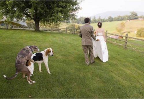 Неудачные фотографии со свадьбы свадьба, смешные, удачный кадр, юмор