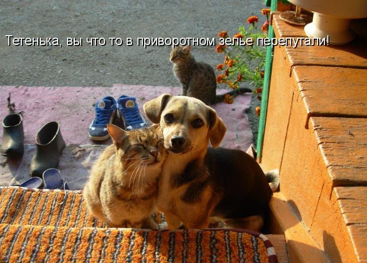 Котоматрица (81 фото)