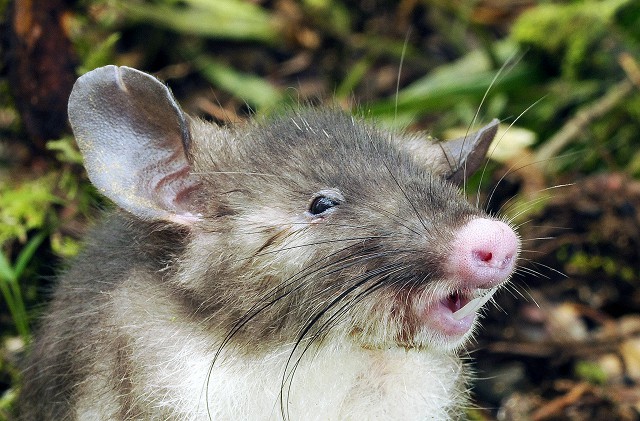 Неизвестный до сих пор вид крысы открыт в Индонезии. Свиноносая крыса — Hyorhinomys stuempkei — отличается носом в форме пятачка…