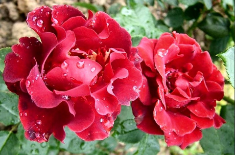 Лучшие сорта красных роз: посадка и уход