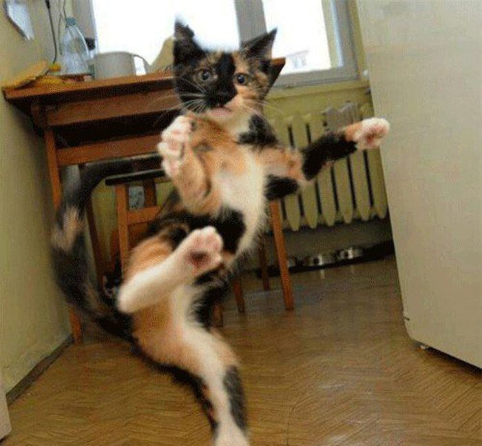 Эмоциональные котэ животные, коты