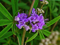  ,  ,   Vitex agnus-castus