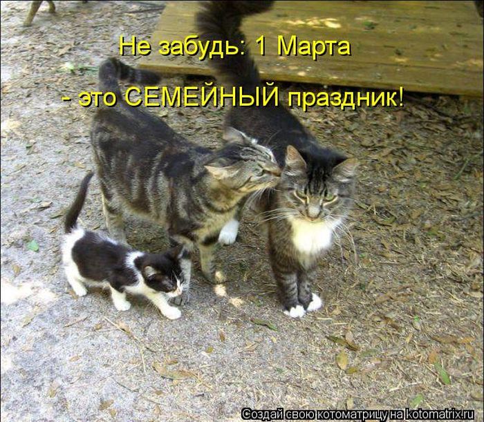 Лучшие котоматрицы недели (50 фото)