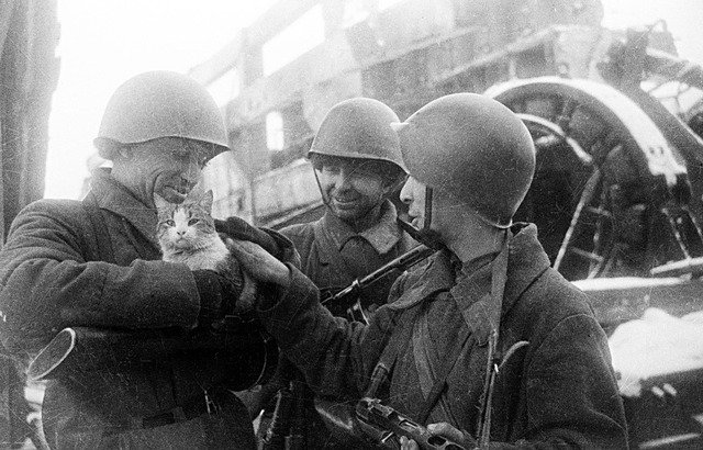 Как кошки, верблюды и другие животные помогали Красной Армии одержать победу во Второй мировой войне Как кошки, верблюды и другие животные помогали Красной Армии одержать победу во Второй мировой войне
