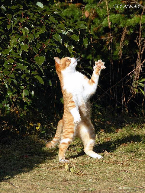 Коты прямоходящие Коты прямоходящие