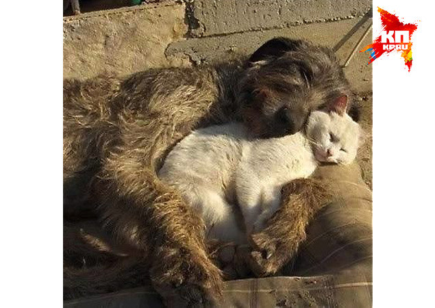 Зиля и котенок едят из одной миски и спят вместе. добро, животные