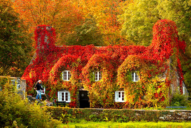 Осенние дома заросшие плющем