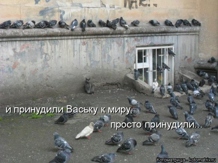 Лучшие котоматрицы недели (50 фото)