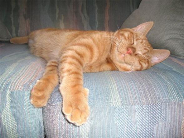 Котэ спит, оно устало, ну и я играть не стала ...