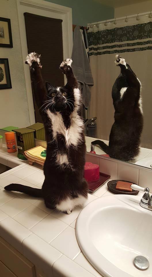 кошка лапы вверх, кошка любит поднимать лапы вверх