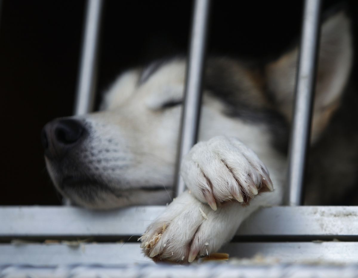 Картинки по запросу puppy mills san diego