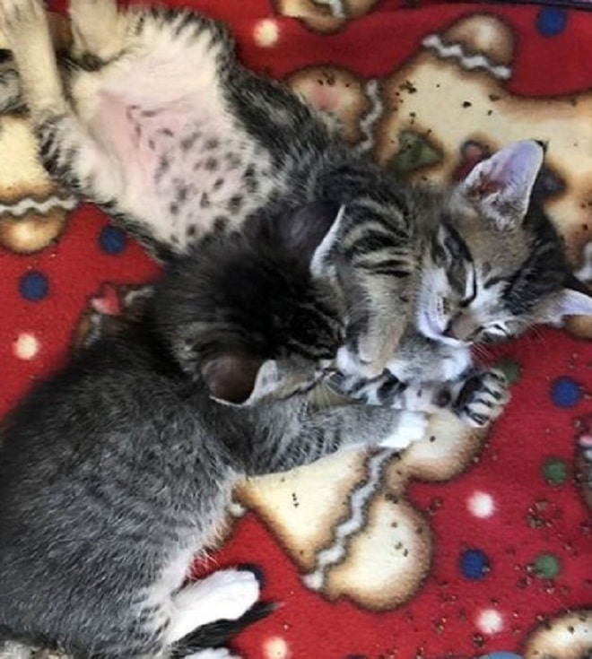 Спящие котята Котята спят