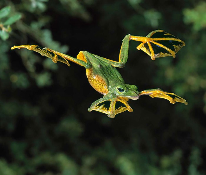 Удивительные лягушки в природе: Летящая лягушка.
