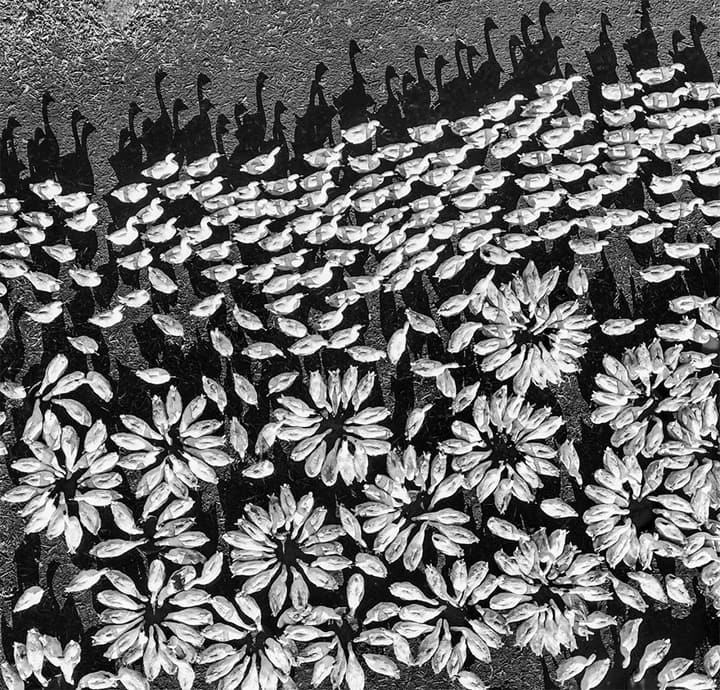 25 победителей конкурса фотографий с дронов и их снимки захватывает дух 25 победителей конкурса фотографий с дронов и их снимки захватывает дух
