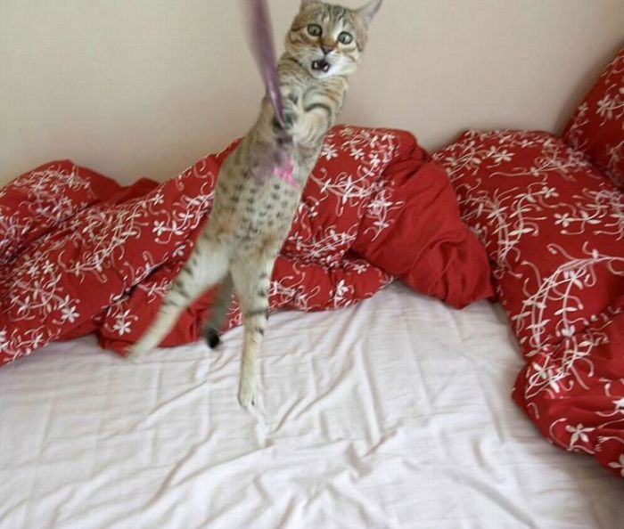 Смешные и просто красивые фотографии кошек (136 фото)