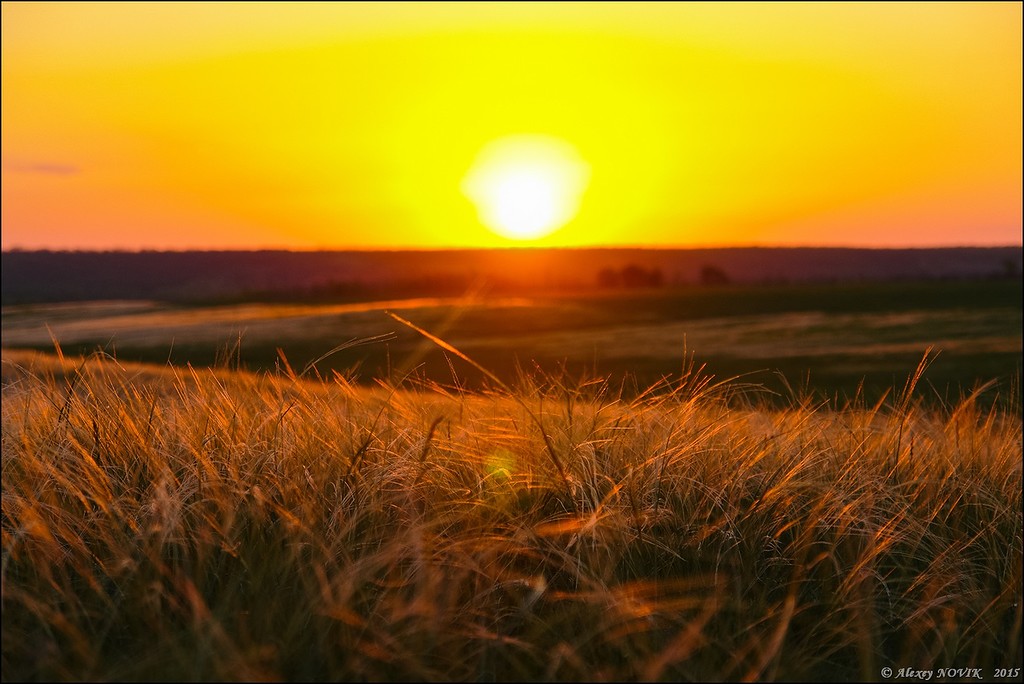 Фотопрогулки. Закат в ковыле Фотопрогулки. Закат в ковыле