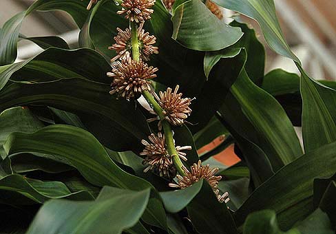 Драцена (Dracaena) Драцена (Dracaena)