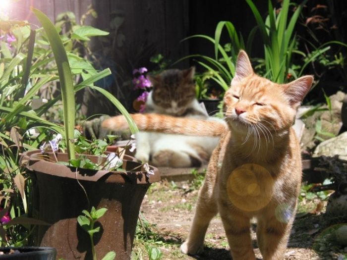 Смешные и просто красивые фотографии кошек (136 фото)