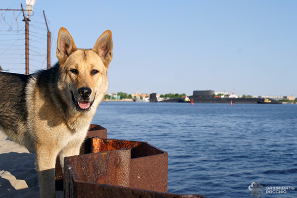 Корабельные коты: суровые и пушистые корабли, коты, кошки, флот