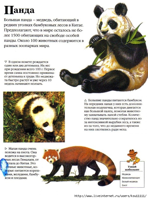 Entziklopedia dlya detei.Vse o jivotnih ot a do ya..page106 (519x700, 303Kb)