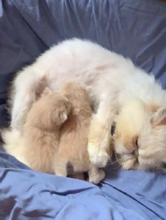 Кошка кормит котят Кошка с котятами
