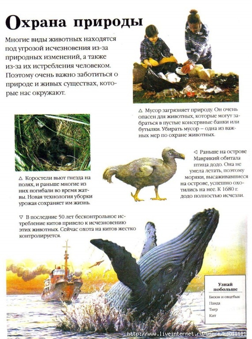 Entziklopedia dlya detei.Vse o jivotnih ot a do ya..page104 (520x700, 317Kb)