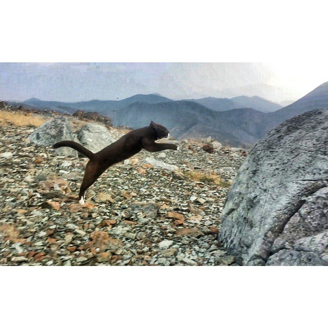 Кот-путешественник, посетивший самые красивые места Америки