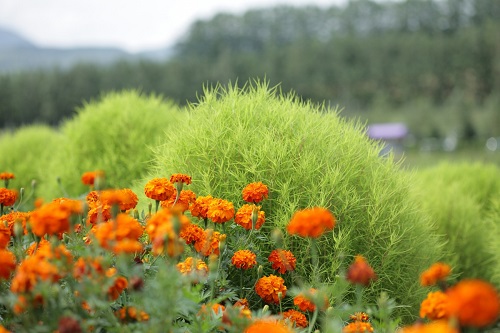 kakie_cvety_nuzhno_seyat_na_rassadu_v_aprele1