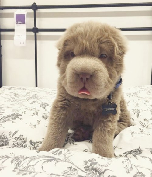 Очаровательные щенки, похожие на мишку Тедди (29 фото) Очаровательные щенки, похожие на мишку Тедди (29 фото)