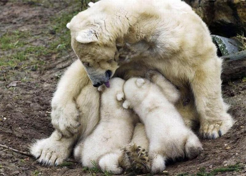 забавные фотографии животных