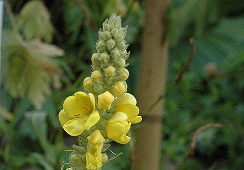 Коровяк (Verbascum) Коровяк (Verbascum)
