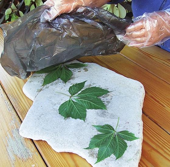 В соответствии с задуманной композицией разложите листья на камне чистой стороной вверх, а окрашенной поверхностью - к камню.