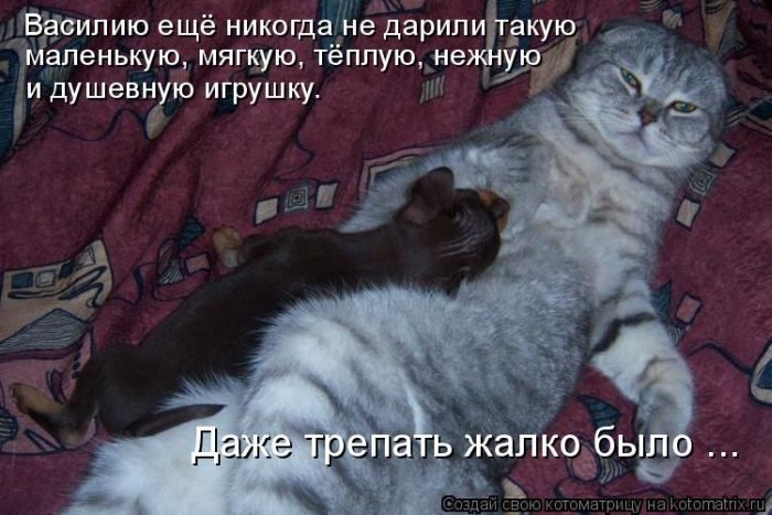 Лучшие котоматрицы недели