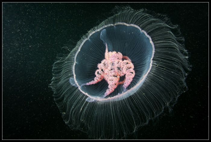 Удивительный подводный мир (44 фото)