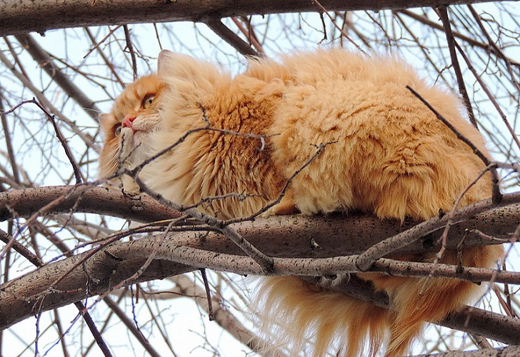 Siberian Cats photo Alla Lebedeva81 Необычная колония рыжих под Барнаулом