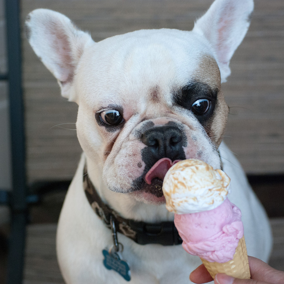 Пост обожания мороженого животные, мороженое