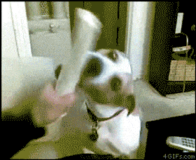 А вы, так разыгрываете своих питомцев?