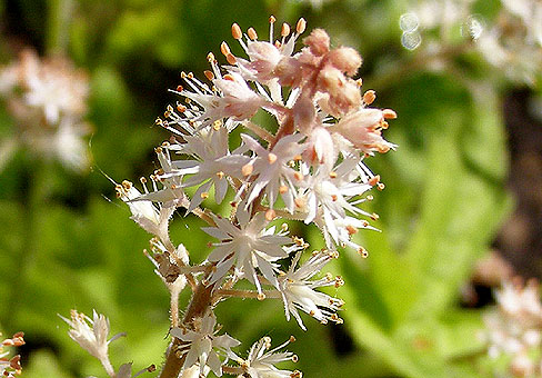 ,  (Tiarella)