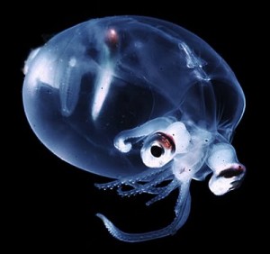Transparent_Squid Фотография Transparent_Squid