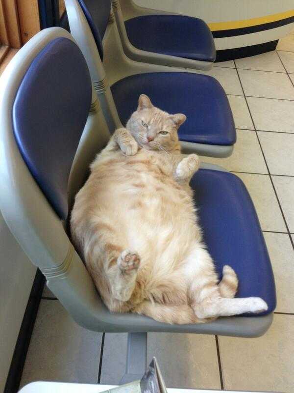 Толстая кошка вдохновила инженера на создание беговой дорожки для животных